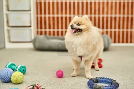 furry pomeranian spitz standing near various toys on floor in modern pet hotel, canine happiness