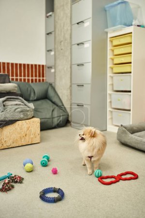 radosny pomeranian spitz stojący w pobliżu zestawu różnych zabawek na podłodze w nowoczesnym hotelu dla psów, czas zabawy