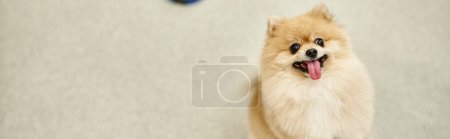 Photo for Funny and joyful pomeranian spitz sticking out tongue and looking at camera in dog hotel, banner - Royalty Free Image