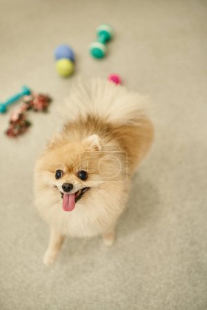 Photo for Delightful pomeranian spitz looking at camera near blurred toys in pet hotel, doggy playtime - Royalty Free Image
