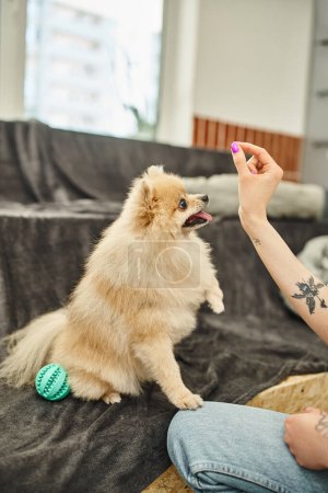 cropped view of tattooed dog sitter with treat near fluffy dog during training class in pet hotel