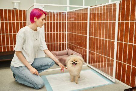 Foto de Púrpura hared perro sitter acostumbrando obediente pomeranian spitz a orinar almohadilla en cómodo hotel de mascotas - Imagen libre de derechos