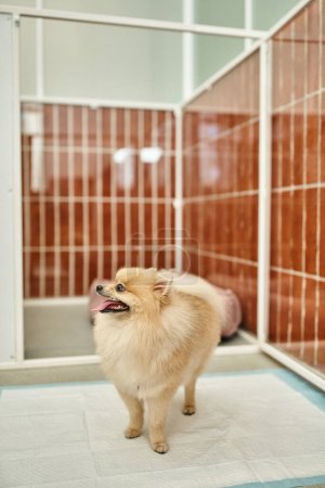 Foto de Adorable pomeranian spitz mirando hacia otro lado en la almohadilla de pis cerca de la perrera en el hotel de mascotas, alojamiento acogedor - Imagen libre de derechos