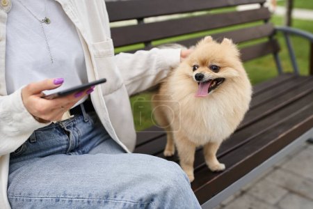 Photo for Cropped view of woman with smartphone stroking adorable pomeranian spitz on bench in park - Royalty Free Image