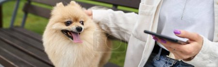 cropped view of pet owner with smartphone petting cute pomeranian spitz on bench in park, banner