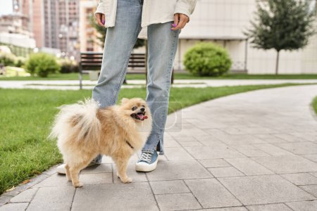 cropped view of woman near funny pomeranian spitz sticking out tongue during walk on street