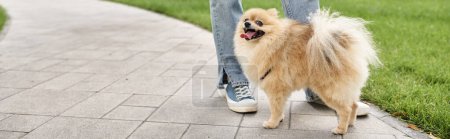 cropped view of woman near cute pomeranian spitz sticking out tongue on city street, banner