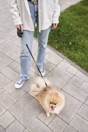 cropped view of woman walking with adorable pomeranian spitz on roulette leash, urban lifestyle