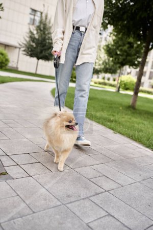 partial view of female pet owner with cute pomeranian spitz on automated leash, city lifestyle