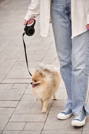 cropped view of woman strolling with furry pomeranian spitz on roulette leash, leisure in city
