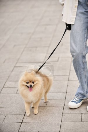 partial view of woman strolling with fluffy pomeranian spitz on roulette leash on urban street