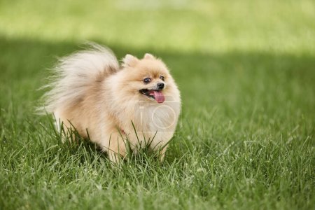 adorable pomeranian spitz sticking out tongue while walking on green lawn in park, pet photography