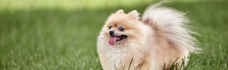 Photo for Joyful pomeranian spitz sticking out tongue while walking on green grass in park, enjoyment, banner - Royalty Free Image