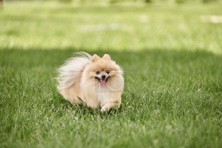 Foto de Juguetón pomeranian spitz caminar sobre verde hierba en parque y sobresaliendo lengua, perro felicidad - Imagen libre de derechos