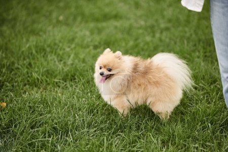 Foto de Spitz pomeraniano peludo y mimado caminando sobre césped herboso en el parque, ocio perrito y disfrute - Imagen libre de derechos
