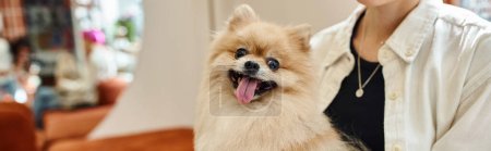 Photo for Cute and pampered pomeranian spitz sticking out tongue near cropped woman in cozy pet hotel, banner - Royalty Free Image