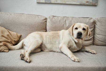 tierischer Begleiter, niedlicher Labrador liegt auf bequemem Sofa im Wohnzimmer einer modernen Wohnung