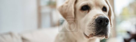Photo for Banner of domestic animal, cute labrador looking away in living room inside of modern apartment - Royalty Free Image
