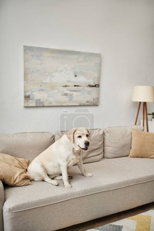 animal compañero, labrador sentado en cómodo sofá en sala de estar dentro de apartamento moderno