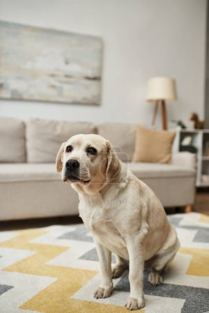 animal companion, cute labrador dog sitting on carpet in living room inside of modern apartment