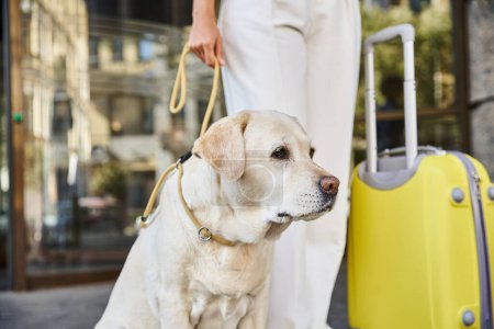 Téléchargez les photos : Femme afro-américaine cultivée avec labrador et bagages jaunes debout devant un hôtel acceptant les animaux de compagnie - en image libre de droit