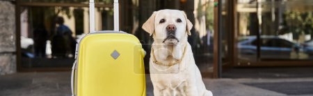 Niedlicher Labrador sitzt neben gelbem Gepäck am Eingang des haustierfreundlichen Hotels, Reisebanner