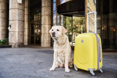 Niedlicher Labrador sitzt neben gelbem Koffer am Eingang des haustierfreundlichen Hotels, Reisekonzept