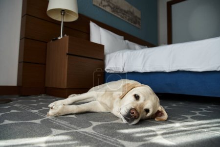 lindo labrador blanco acostado cerca de la cama en una habitación de hotel que acepta mascotas, compañero de animales y viajes