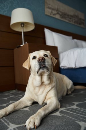 adorable labrador blanco acostado cerca de la cama en una habitación de hotel que acepta mascotas, compañero de animales y viajes