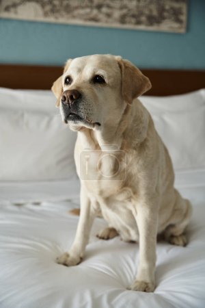 Téléchargez les photos : Labrador blanc mignon assis sur un lit blanc dans une chambre d'hôtel acceptant les animaux de compagnie, compagnon animal et Voyage - en image libre de droit
