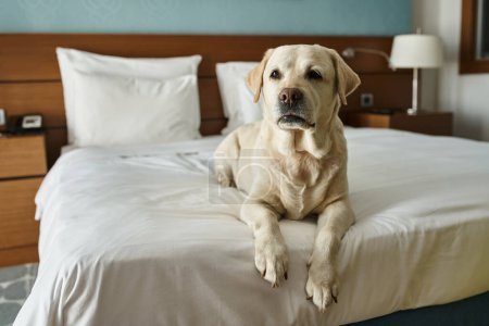 Téléchargez les photos : Labrador blanc couché sur un lit blanc dans une chambre d'hôtel acceptant les animaux, voyage avec un compagnon animal - en image libre de droit