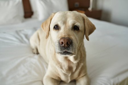Foto de Lindo labrador acostado en una cama blanca en una habitación de hotel que acepta mascotas, viaje con compañero de animales - Imagen libre de derechos