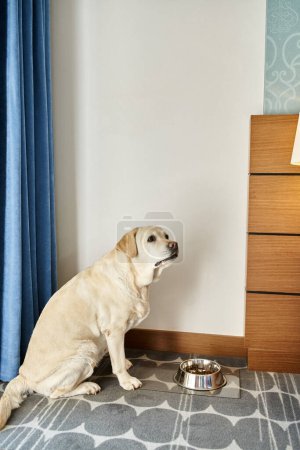 niedlicher Labrador-Hund sitzt neben Schüssel mit Tiernahrung im Zimmer eines haustierfreundlichen Hotels, Reise