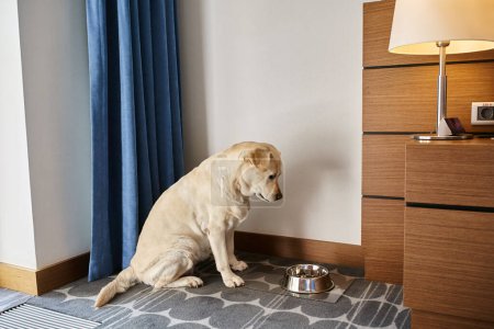 lindo perro labrador sentado y mirando tazón con comida para mascotas en una habitación en un hotel que acepta mascotas