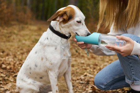 Portrait of white and brown active dog drinking water in forest from a bowl held by blonde woman