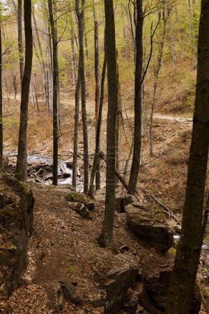 Wodospad strumienia rzecznego w krajobrazie lasu, spokojna sceneria wodospadu w środku zielonego lasu