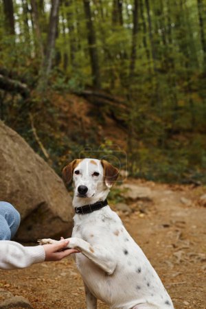 Photo of happy cute dog giving paw while sitting in forest with young girl at hiking trip
