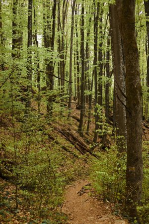 Wąska ścieżka w zielonym lesie górskim, z mchem i liśćmi na drzewach, letni las widok na przyrodę