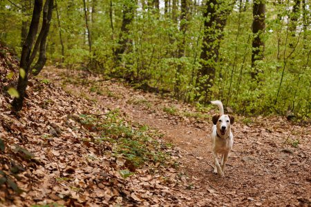 Photo of cute white dog running in forest. Nature photo of active dogs, pet in leaf fall