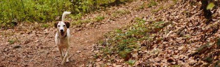Foto de Foto de lindo perro blanco corriendo en el bosque. Foto de la naturaleza de los perros activos, mascota en otoño, bandera - Imagen libre de derechos