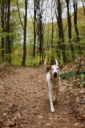 Image of active white dog running in forest. Nature photo of pets, pet in fall woods