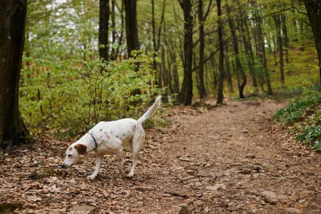 Photo of cute white dog running in forest path. Nature photo of pets, dog in leaf fall