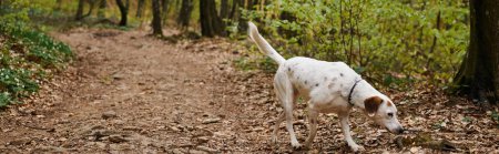 Photo of cute white dog running in forest path. Nature photo of pets, dog in leaf fall, banner