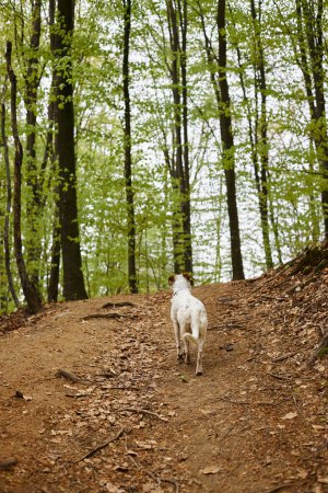 Back view of active white dog exploring forest. Nature photo of cute pets in woods