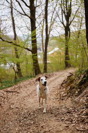 Téléchargez les photos : Image de chien blanc mignon curieux debout et reposant dans le chemin étroit de la forêt, regardant loin - en image libre de droit