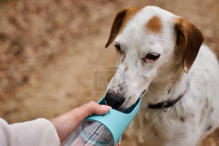 Cute white dog with brown spots drinking water from a pet travel water bowl while hiking in forest