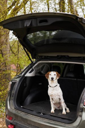 Cute loyal white dog with brown spots sitting at back of car in forest scenery at hiking halt