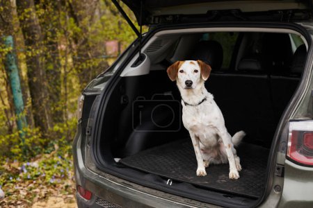 Lindo perro blanco leal con manchas marrones sentado en la parte posterior del coche en el paisaje del bosque mirando curioso
