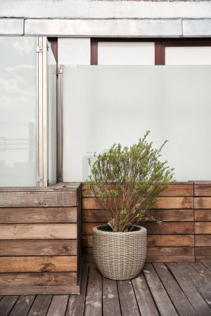 A vibrant potted plant brings life to a serene wooden deck, creating a tranquil and inviting outdoor space