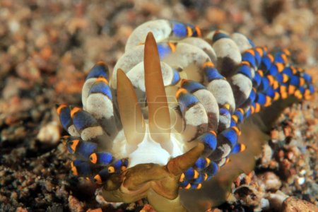 Photo for Close-up of a Trinchesia yamasui Nudibranch. Anilao, Philippines - Royalty Free Image